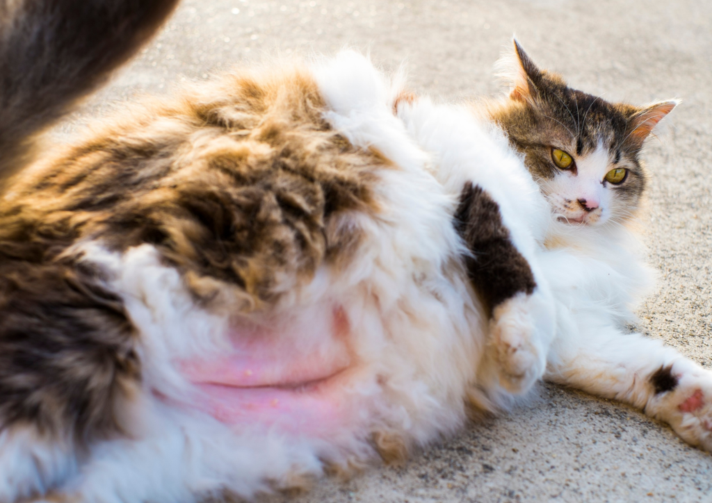 Chat en surpoids allongé montrant son ventre, illustration de l’obésité chez les animaux de compagnie