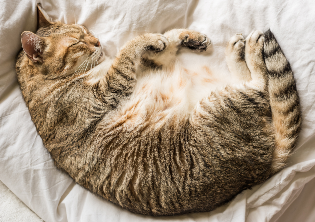 Chat en surpoids allongé sur le dos montrant son ventre rond, exemple d’obésité chez les animaux de compagnie