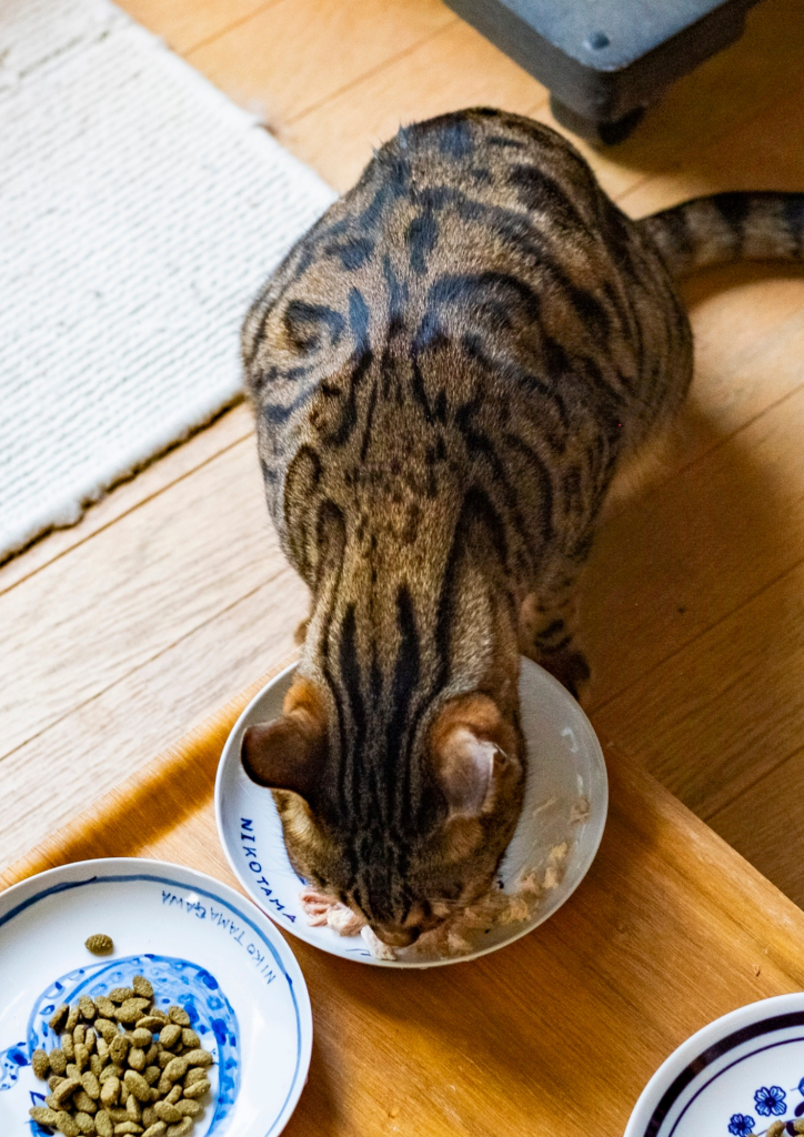 Chat domestique mangeant dans une gamelle, illustration de l’alimentation pouvant favoriser le surpoids chez le chat