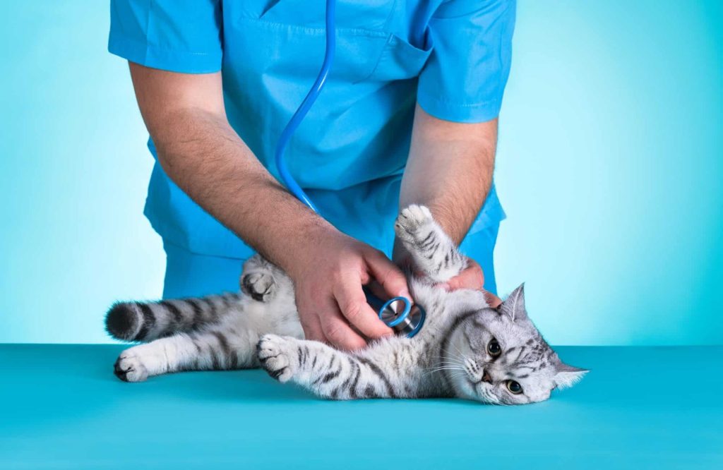 chat malade ausculté par un médecin