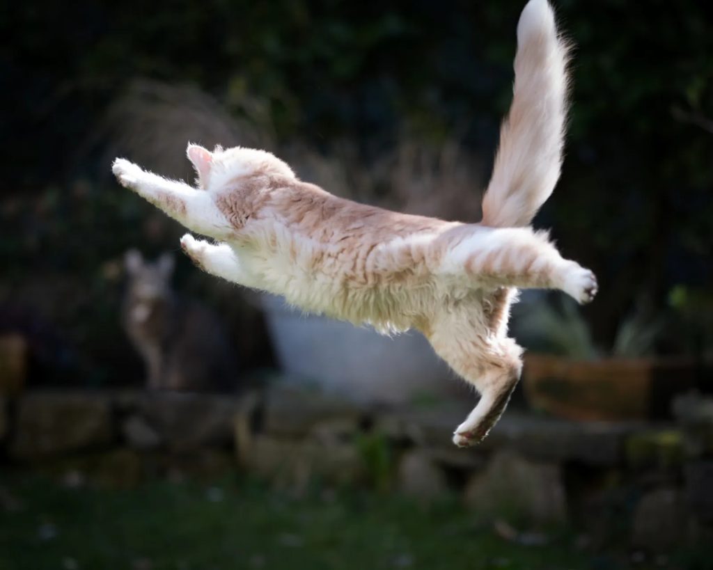 chat en bonne santé qui saute